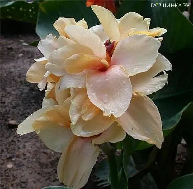 Канна Эприкот Дрим