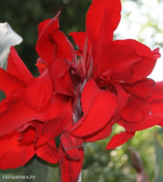 Канна Индика Ред