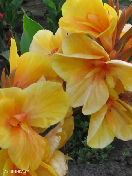 Канна Луи Коттин