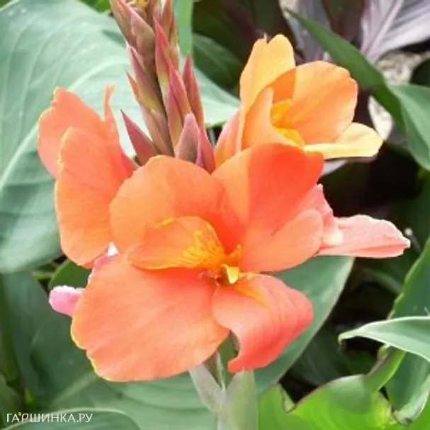 Канна Пич Блаш