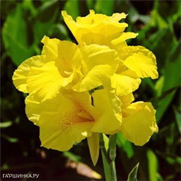 Канна Ричард Уоллес