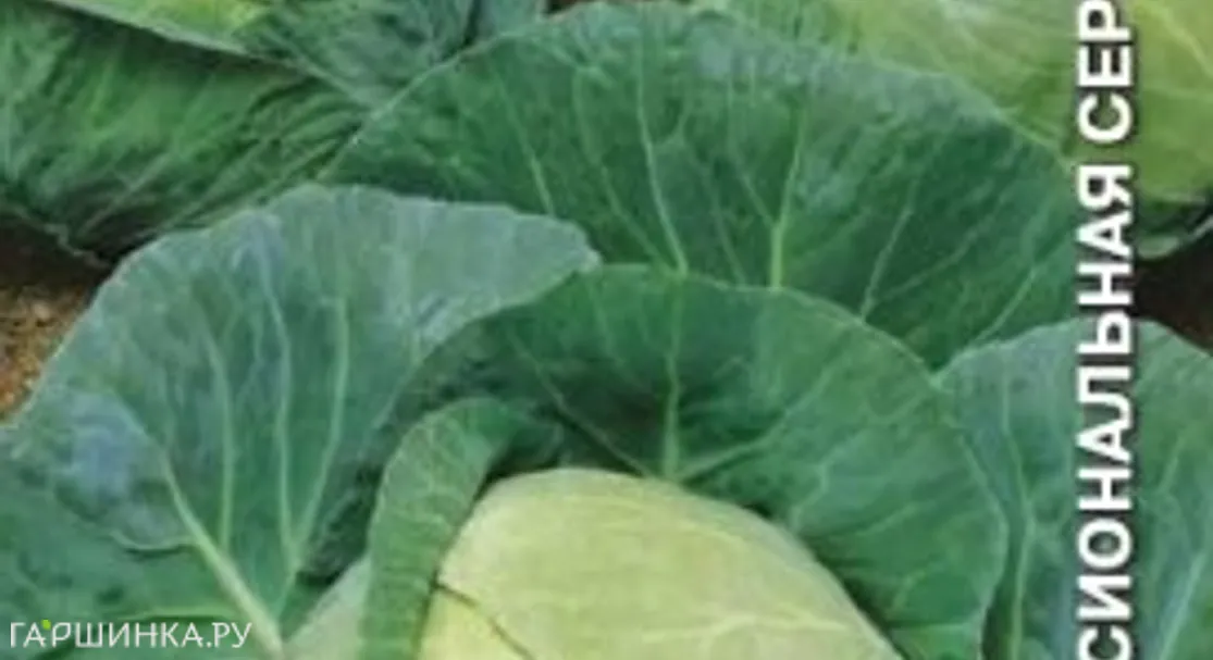 Капуста Взрыв F1 белокочанная