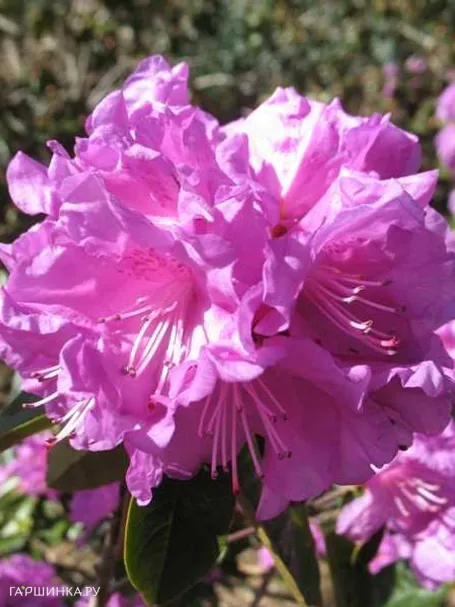 Рододендрон П Ж М Элит