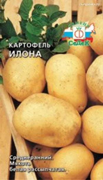 Картофель Илона, Семена Седек