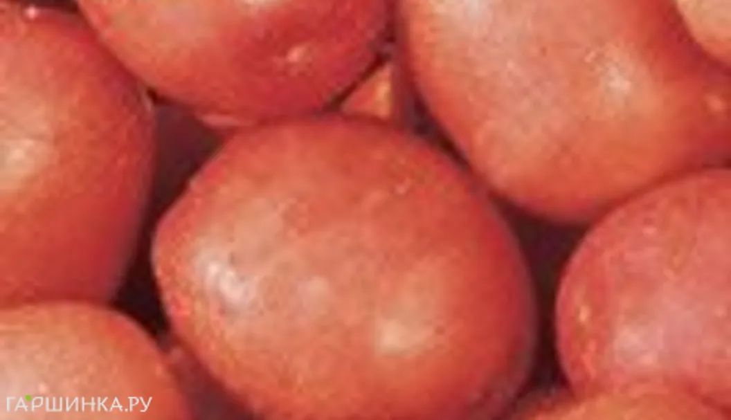 Картофель Краса 0,02 г, Семена Седек