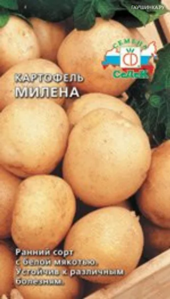 Картофель Милена