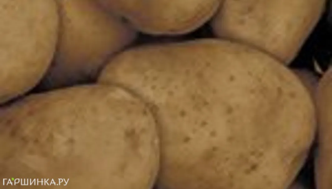 Картофель Реванш, Семена Седек