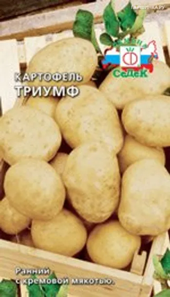 Картофель Триумф