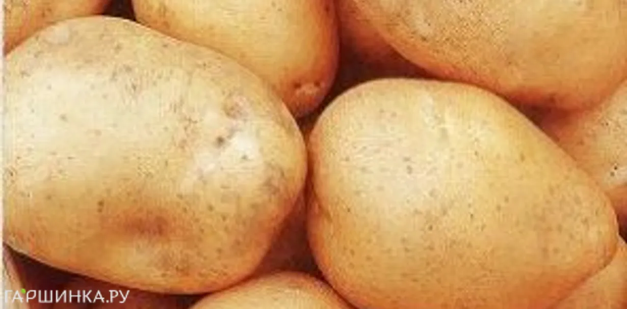 Картофель Велина