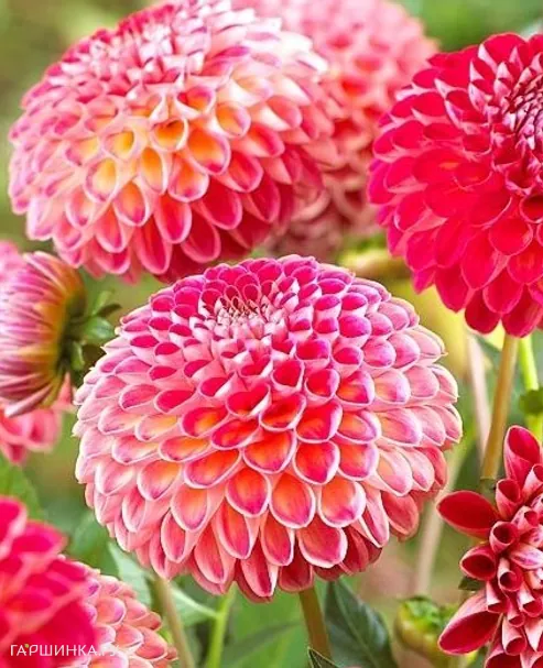 Георгина Кенора Файербол шаровидная