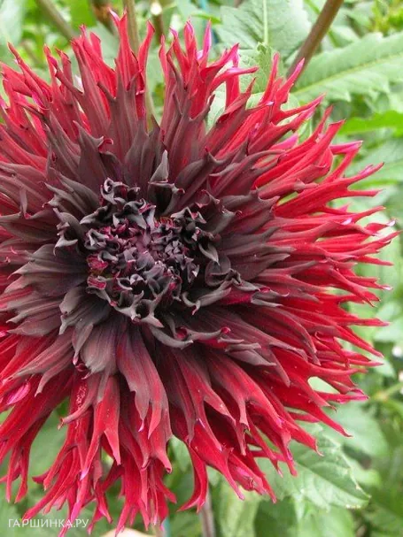 Георгина Кенора Макоп-Б (МАКСИ) бахромчатая