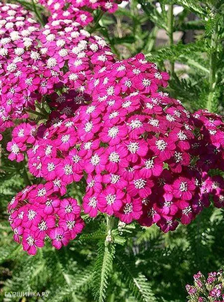 Тысячелистник Саммервайн