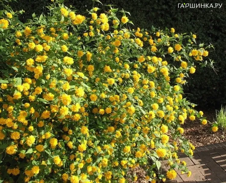 Керрия японская Пленифлора