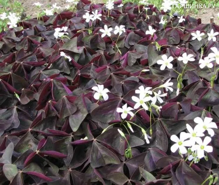 Оксалис (Кислица) Burgundy Gelb
