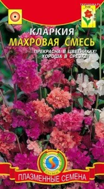 Кларкия махровая смесь