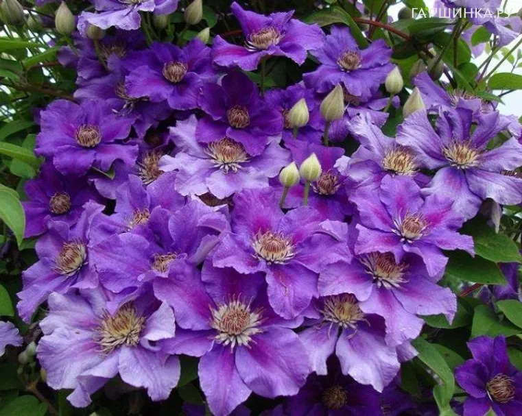 Клематис Ашва крупноцветковый (3)