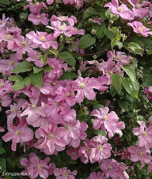 Клематис Комтесс де Бушо (Графиня Бушо) крупноцветковый (3)