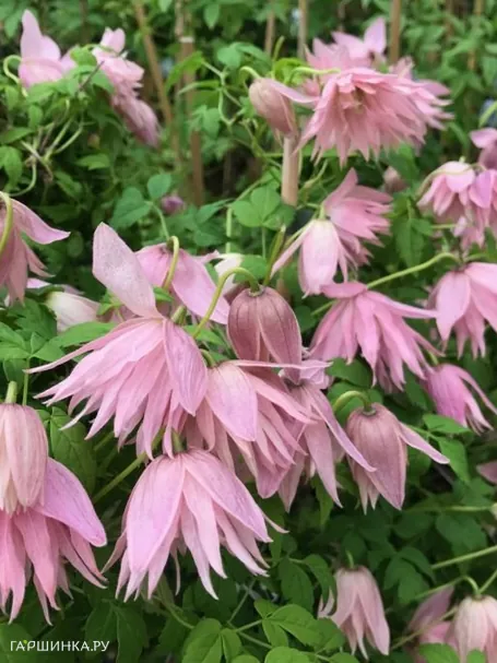 Клематис (Княжик) Кантри Роуз (Розовая страна) махровый (1)