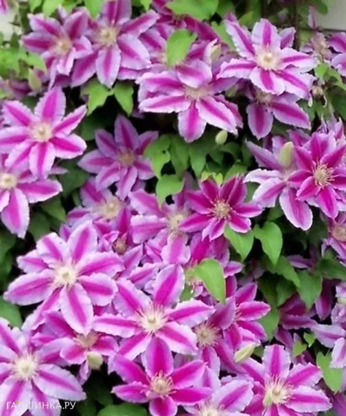 Клематис Доктор Руппель крупноцветковый (2)