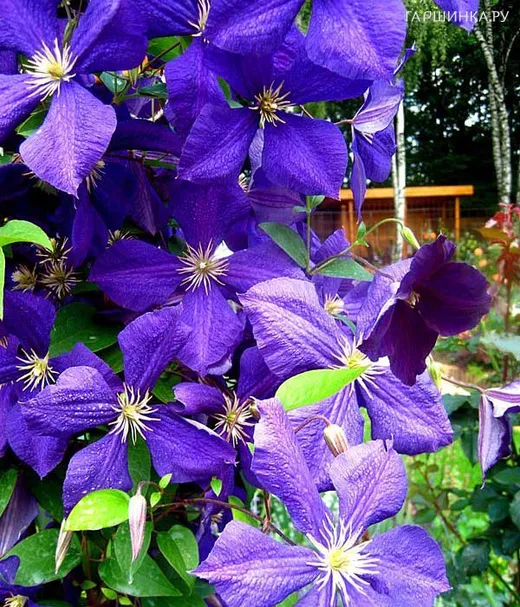 Клематис Жакмана крупноцветковый (3)