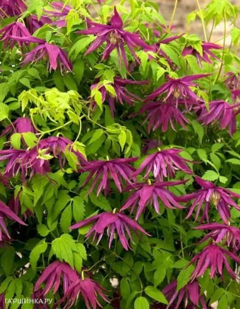 Клематис (Княжик) Октопус (Осьминог) махровый (1)