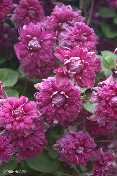 Клематис Пурпуреа Плена Элеганс махровый мелкоцветковый (3)