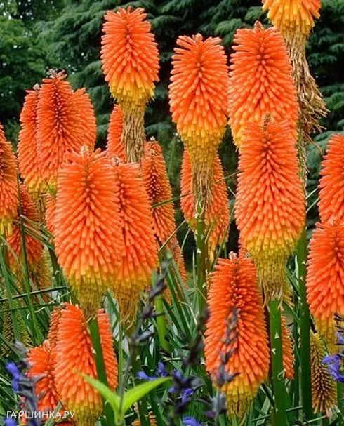 Книфоффия Фест Санрайз