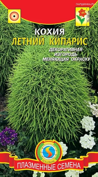 Кохия Летний кипарис