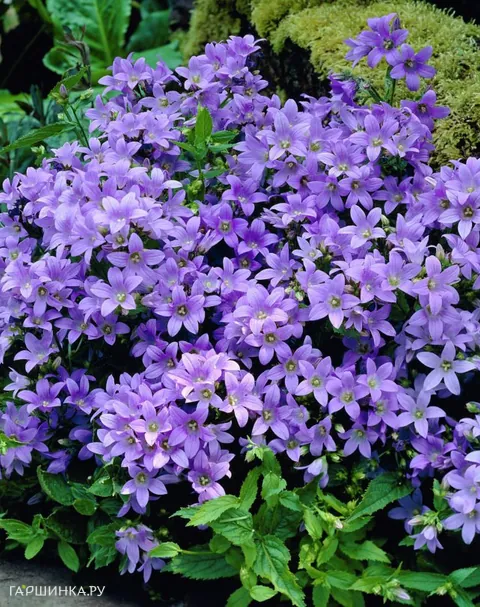 Колокольчик молочн. Border Blues