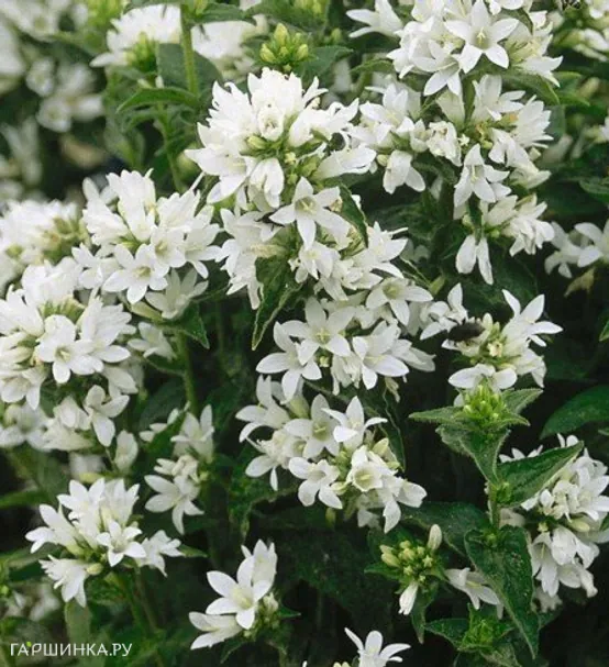 Колокольчик скученный Альба