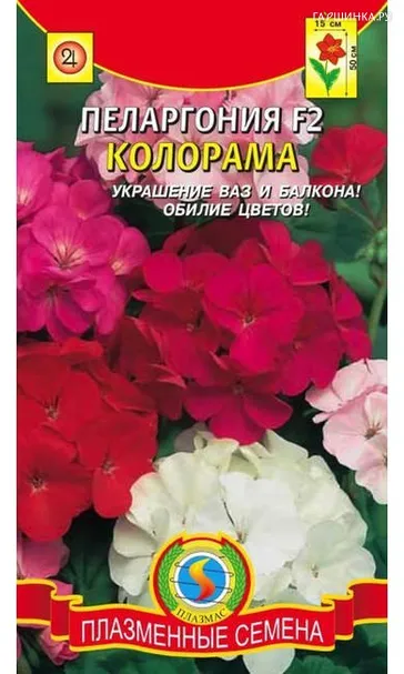 Пеларгония F2 Колорама
