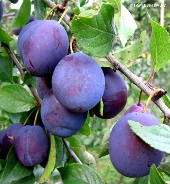 Слива Кооперативная