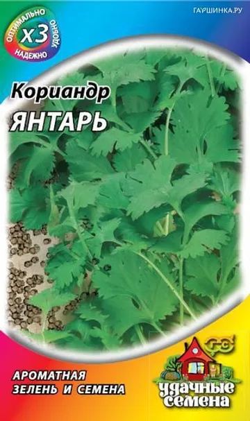 Кинза (Кориандр) Янтарь
