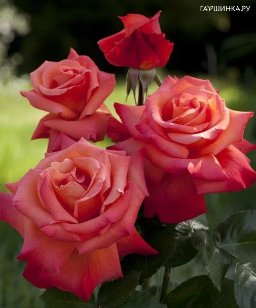 Роза Кристофор Колумб чайно-гибридная, Imperial Rose