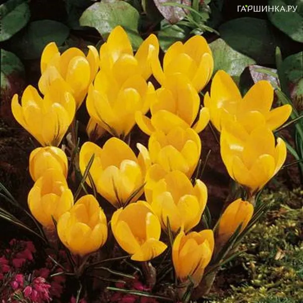 Крокус Голден Йеллоу 10 шт