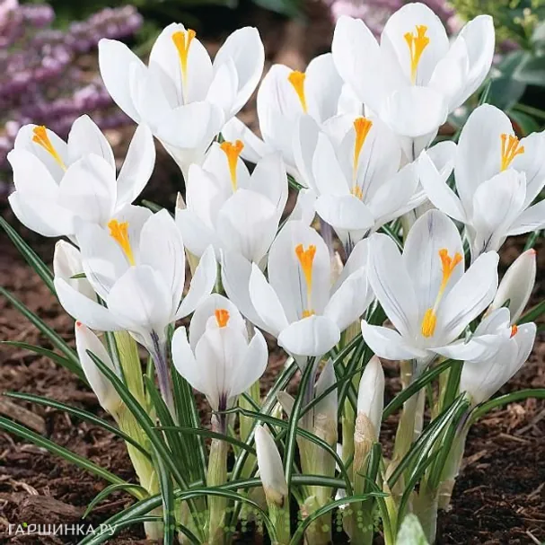 Крокус Жанна д'Арк 10 шт