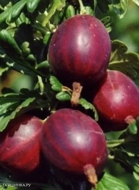 Крыжовник Гаркате