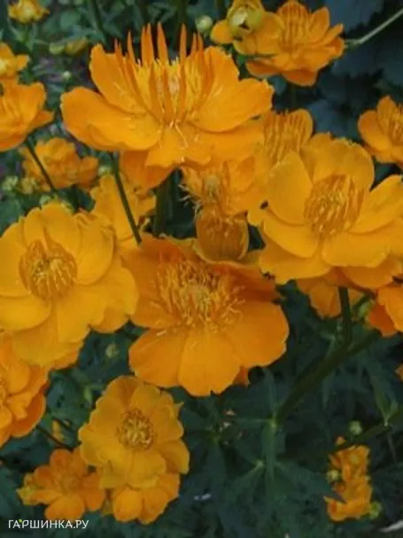 Купальница Голден Квин