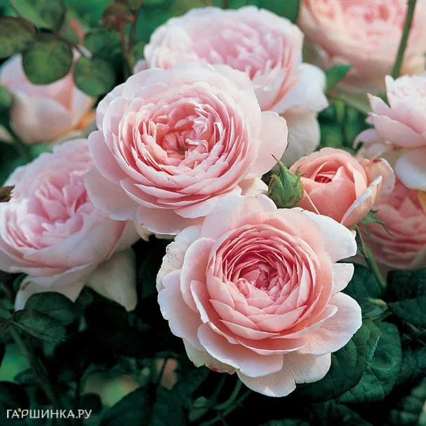 Роза Квин оф Шведен/Кристина, Д.Остин кустарниковая (лиц)