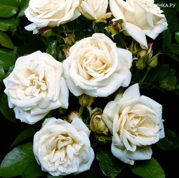 Роза Ривьера флорибунда, Империал Роуз Imperial Rose