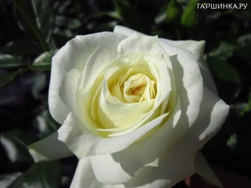 Роза Ла Палома 85 флорибунда, Тантау (лиц)