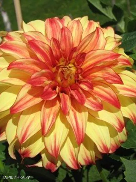 Георгина Леди Дарлин декоративная