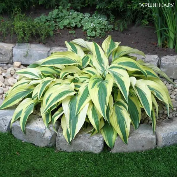 Хоста Лейксайд Драгонфлай (M)