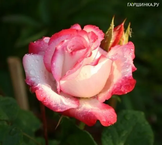 Роза Ламинуэт флорибунда, Imperial Rose