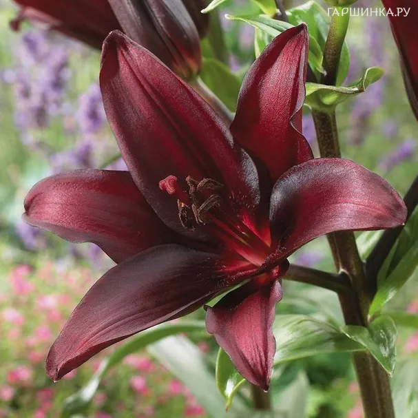 Лилия Ландини азиатская/2шт