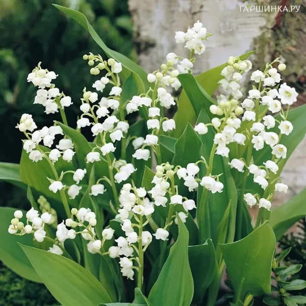 Ландыш майский белый