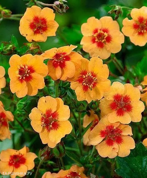 Лапчатка травянистая Тонги