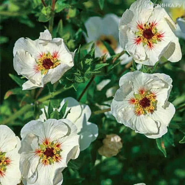 Лапчатка травянистая Vogue