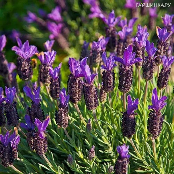 Лаванда Blue Star