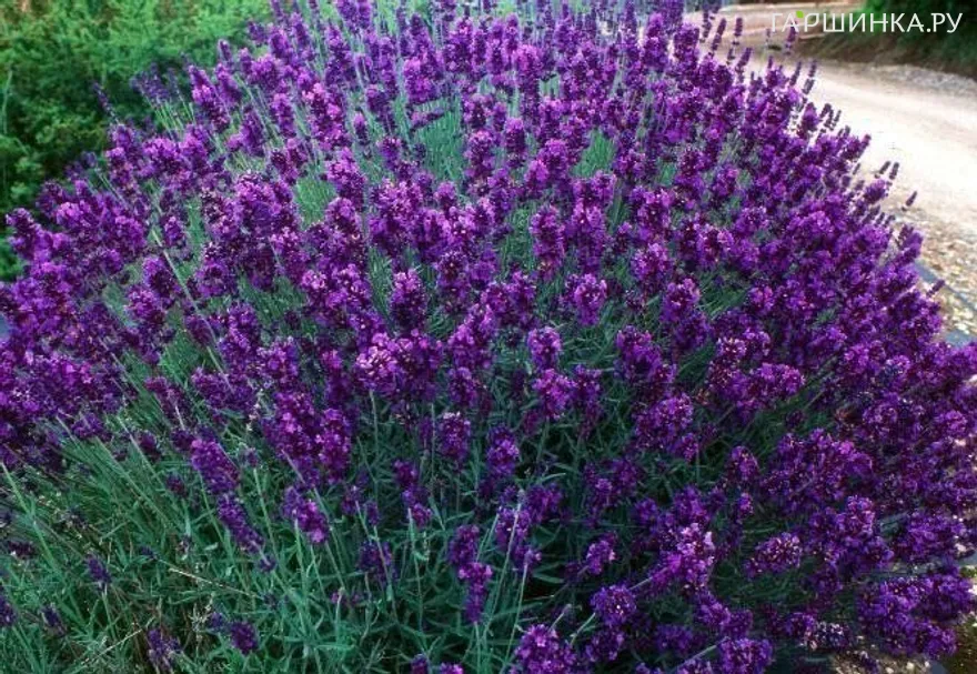 Лаванда Хидкот Блю